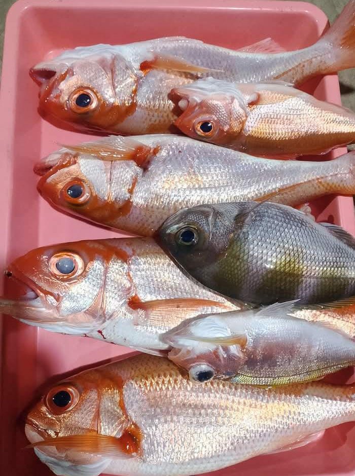 Abil_Ibil's tweet photo. Jumat 06/12/24,Abdul Yusup Tiapon,Luhkan Kab Halmahera Tengah, dengan Sario Lasalima Nelayan Desa Air Salobar, Hasil tangkapan ikan Kakap merah dan putih 23 kg  #GiatLuhkanSatminkalAmbon
#LuhLapor #Halteng @BP3_Ambon https://t.co/4n2ZAQ4Hjy