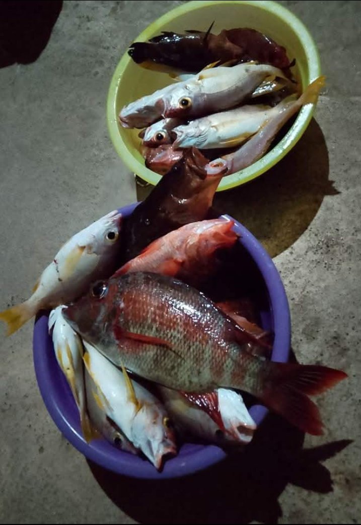 Abil_Ibil's tweet photo. Jumat 06/12/24,Abdul Yusup Tiapon,Luhkan Kab Halmahera Tengah, dengan Sario Lasalima Nelayan Desa Air Salobar, Hasil tangkapan ikan Kakap merah dan putih 23 kg  #GiatLuhkanSatminkalAmbon
#LuhLapor #Halteng @BP3_Ambon https://t.co/4n2ZAQ4Hjy