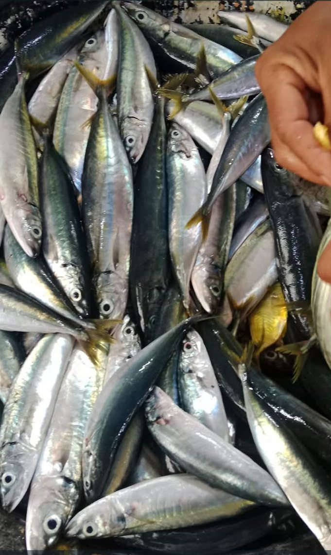 Abil_Ibil's tweet photo. Sabtu 07/12/24,Abdul Yusup Tiapon,Luhkan Kab Halmahera Tengah, dengan Muhammad Alimin Nelayan Desa Air Salobar, Hasil tangkapan ikan layang/tude,momar 147 kg  #GiatLuhkanSatminkalAmbon
#LuhLapor #Halteng @BP3_Ambon https://t.co/pI08v26RFq