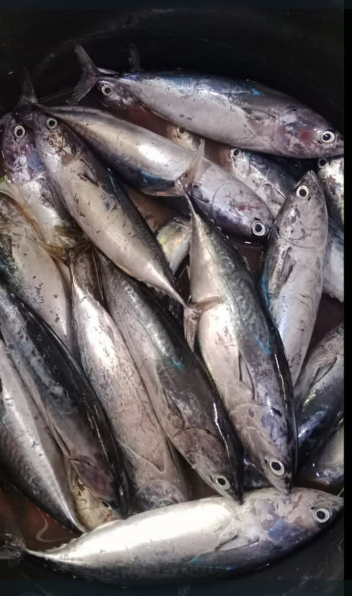 Abil_Ibil's tweet photo. Jumat 06/12/24,Abdul Yusup Tiapon,Luhkan Kab Halmahera Tengah, dengan Ali Masri Latenda Nelayan Desa Loleo, Hasil tangkapan ikan tongkol/komo 123Kg #GiatLuhkanSatminkalAmbon
#LuhLapor #Halteng @BP3_Ambon https://t.co/61mwJvcLFQ