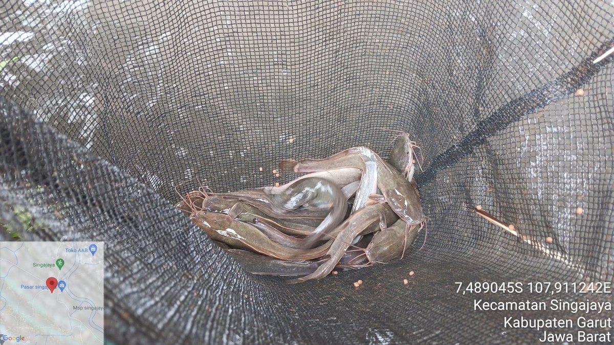 fit_nurlestari's tweet photo. Kamis (05/12), Fitria Nur Lestari, Luhkan Garut, di Pokdakan Jaya Perikanan Ds Singajaya, sampling ukuran ikan lele untuk menentukan rencana waktu panen #GiatLuhkanSatminkalbogor #KabGarut #Aktivitas
@brpbatpp_bogor
@pusluh_bppsdm
@bppsdm_kp https://t.co/IjEihEizWT