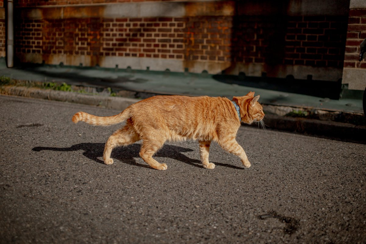 Rintaro2122's tweet image. この猫、前世はバイク乗りなのか？
RnineTに寄りつかないから前世はたぶんイギリス人。
#Triumph #Thruxton #FinalEdition #FE