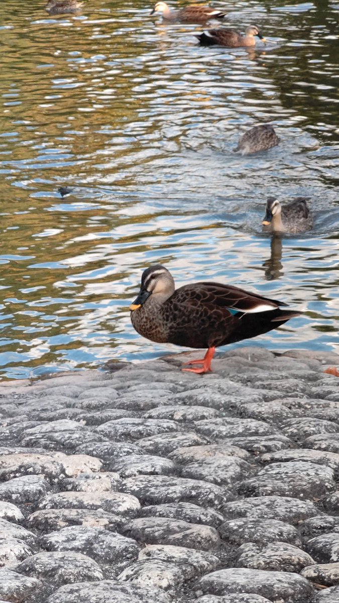 kokocrowlove's tweet photo. カモ！🦆
人馴れしてるみたいで至近距離で撮らせてくれました☺️

#カモ #野鳥 #公園 https://t.co/OHdmFILy7m