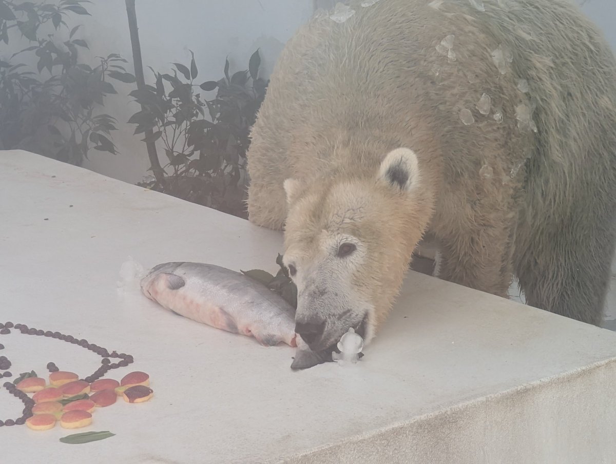 kumamotocityzoo's tweet photo. 12月8日はマルル12歳の誕生日🐻‍❄️🎂
氷のケーキ、鮭、果物、野菜、新しいおもちゃなど色々なプレゼントでお祝いしました🎉
マルル、おめでとう！
一緒にお祝いしてくださった皆さま、ありがとうございました🙂‍↕️
#熊本市動植物園
#ホッキョクグマ
#マルル
#誕生日おめでとう https://t.co/Xrpqg0FezN