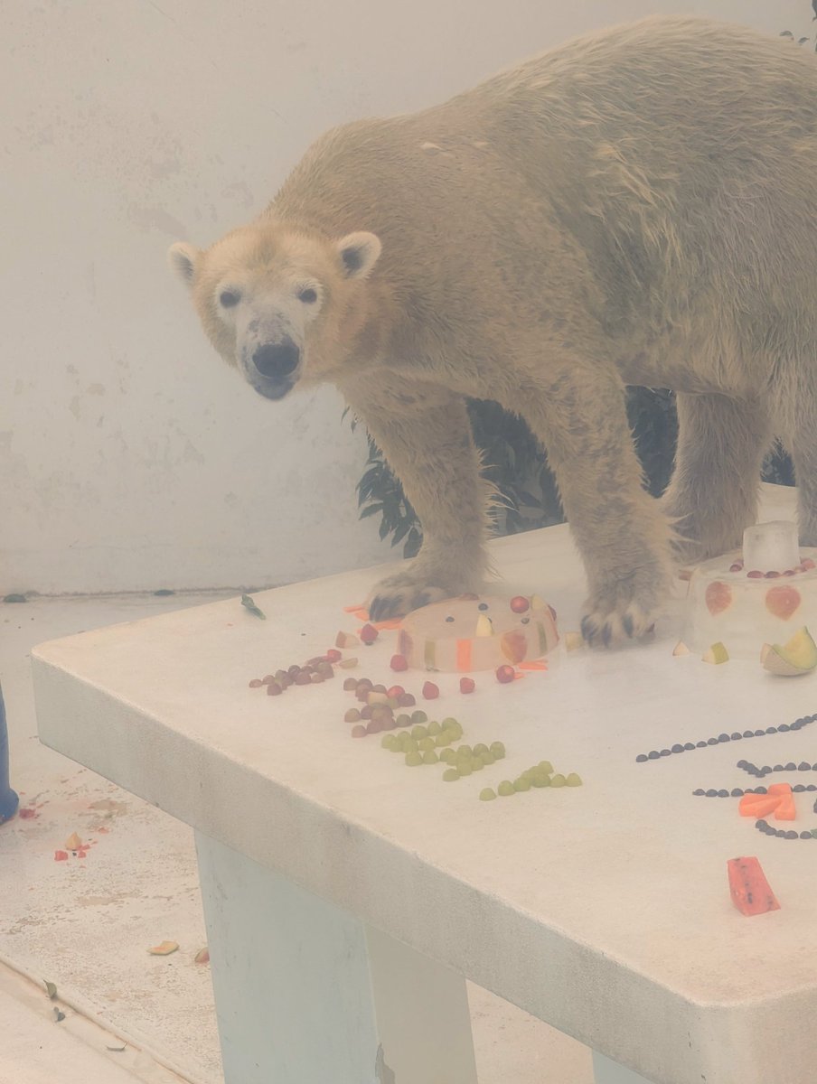 kumamotocityzoo's tweet photo. 12月8日はマルル12歳の誕生日🐻‍❄️🎂
氷のケーキ、鮭、果物、野菜、新しいおもちゃなど色々なプレゼントでお祝いしました🎉
マルル、おめでとう！
一緒にお祝いしてくださった皆さま、ありがとうございました🙂‍↕️
#熊本市動植物園
#ホッキョクグマ
#マルル
#誕生日おめでとう https://t.co/Xrpqg0FezN