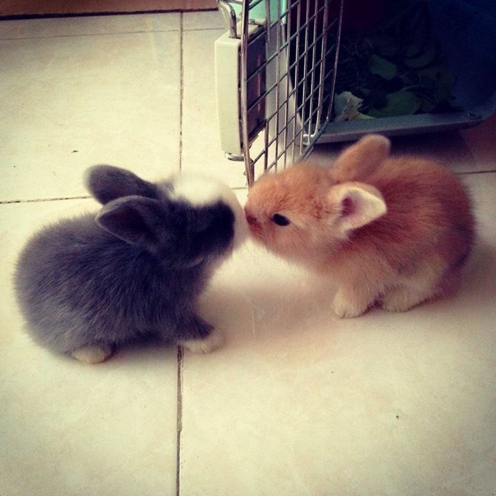 Why you should have a rabbit (@shouldhaverabit) on Twitter photo 