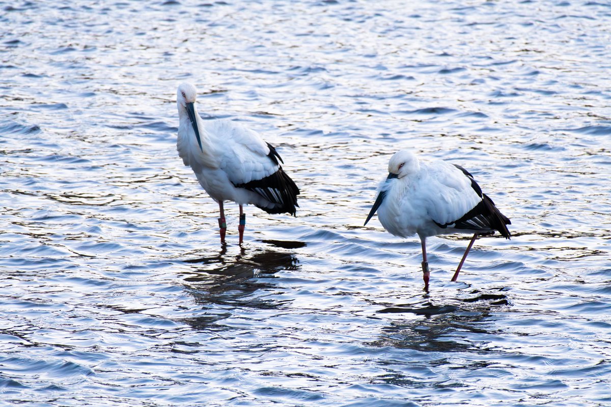 s7t73pf71's tweet photo. 今朝は久しぶりに雲南市へ
#コウノトリ #野鳥 #j0118 #j0353 https://t.co/xgN74zfRYS