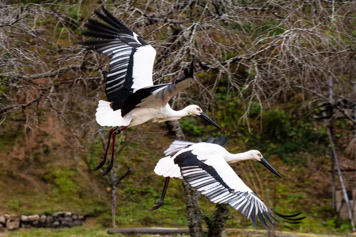 s7t73pf71's tweet photo. 今朝は久しぶりに雲南市へ
#コウノトリ #野鳥 #j0118 #j0353 https://t.co/xgN74zfRYS
