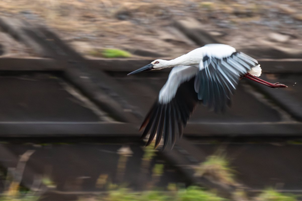 s7t73pf71's tweet photo. 今朝は久しぶりに雲南市へ
#コウノトリ #野鳥 #j0118 #j0353 https://t.co/xgN74zfRYS