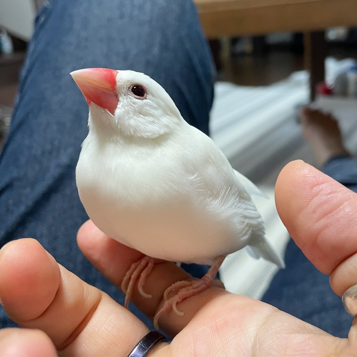 ruriamatsubame's tweet photo. 【2023.7.8.】この上目遣いがたまらぬ…(;//́Д/̀/)'`ァ'`ァ
#文鳥 #白文鳥 #javasparrow #javafinch #あまろ #amaro #鳥 #小鳥 https://t.co/nlS93aEjK4