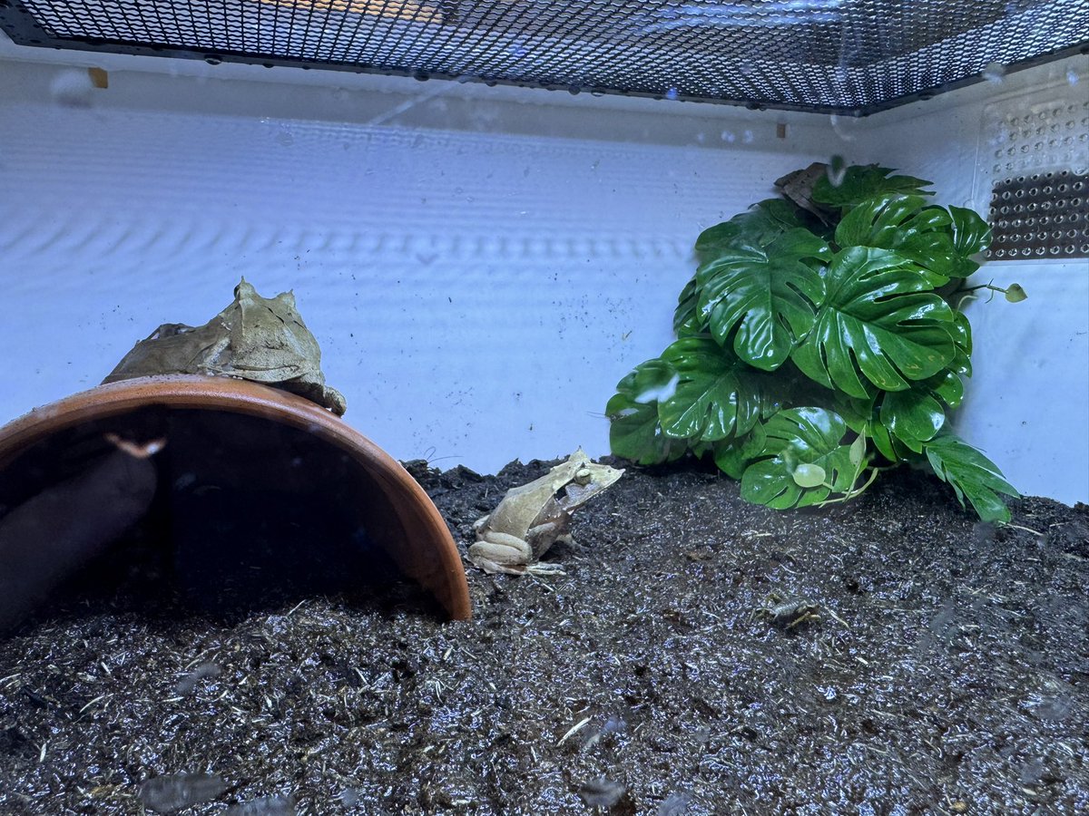 今回のカエル雌カエルは非常に少ない繁殖で大きく割引されている😥