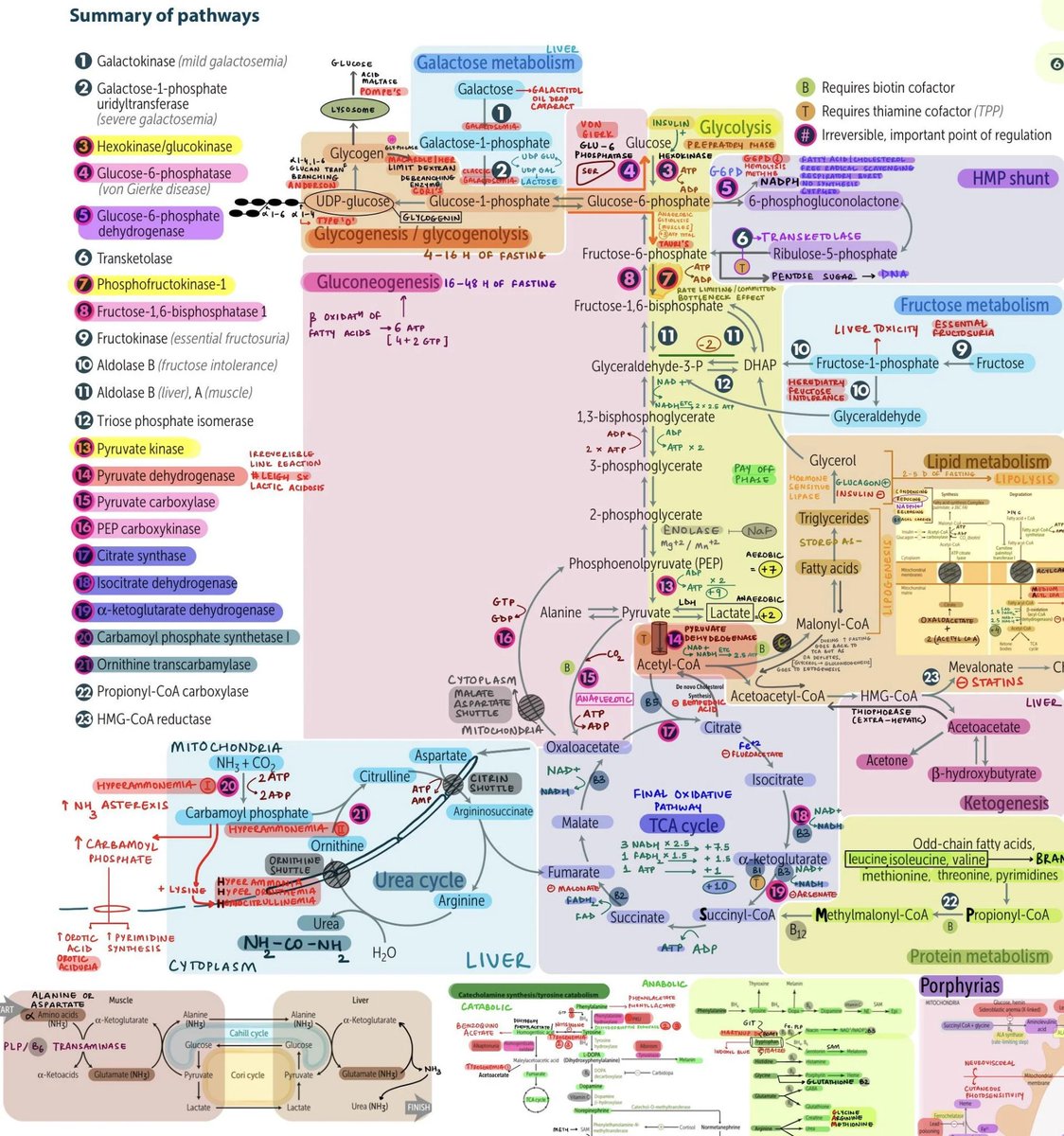 trsdsdpointless's tweet photo. Jumped on the First Aid bandwagon thanks to @DrAditya2935 and #MedTwitter.
Honestly, it's been a game-changer! As someone who dreaded biochemistry, this book made me fall in love it! Here is the metabolism page I had fun annotating. The best day to start reading FA, is today. https://t.co/49xv6rypX7
