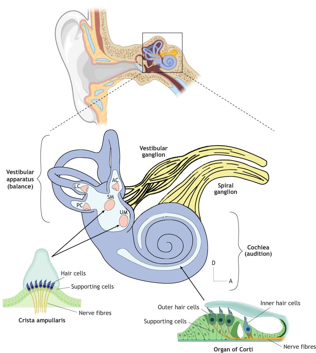 Development (@dev_journal) on Twitter photo Cellular diversity of human inner ear organoids revealed by single-cell transcriptomics
In this Spotlight, Mireia Rumbo <a href="/mireiarumbo/">Mireia Rumbo Roig</a> and Berta Alsina <a href="/bertaalsina/">Berta Alsina lab UPF</a> (<a href="/UPFbiomed/">UPF Medicine and Life Sciences</a> <a href="/UPFBarcelona/">UPF Barcelona</a>) discuss recent studies using single-cell transcriptomics to investigate cellular Cellular diversity of human inner ear organoids revealed by single-cell transcriptomics
In this Spotlight, Mireia Rumbo <a href="/mireiarumbo/">Mireia Rumbo Roig</a> and Berta Alsina <a href="/bertaalsina/">Berta Alsina lab UPF</a> (<a href="/UPFbiomed/">UPF Medicine and Life Sciences</a> <a href="/UPFBarcelona/">UPF Barcelona</a>) discuss recent studies using single-cell transcriptomics to investigate cellular