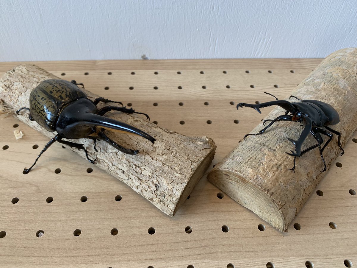 子供の誕生月ということで、我が師匠よりプレゼントしていただきました。
師匠から出題されるメス当てクイズをクリアし、見事に子供たちは念願のギラファをgetすることとなりました。
師匠に感謝‼️大切に育てて、ブリードしていきたいと思います。