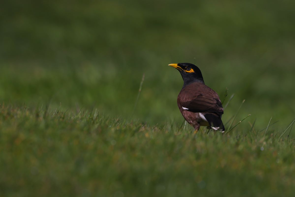 Common myna (Acridotheres tristis) on the fairway at the Formosa Golf Course near Auckland. They do have the most amazing eyes - like little star  systems twinkling away. Bird #63 in 2024.

#nzbirds #BirdsSeenIn2024 #NewZealand #birding #birdwatching