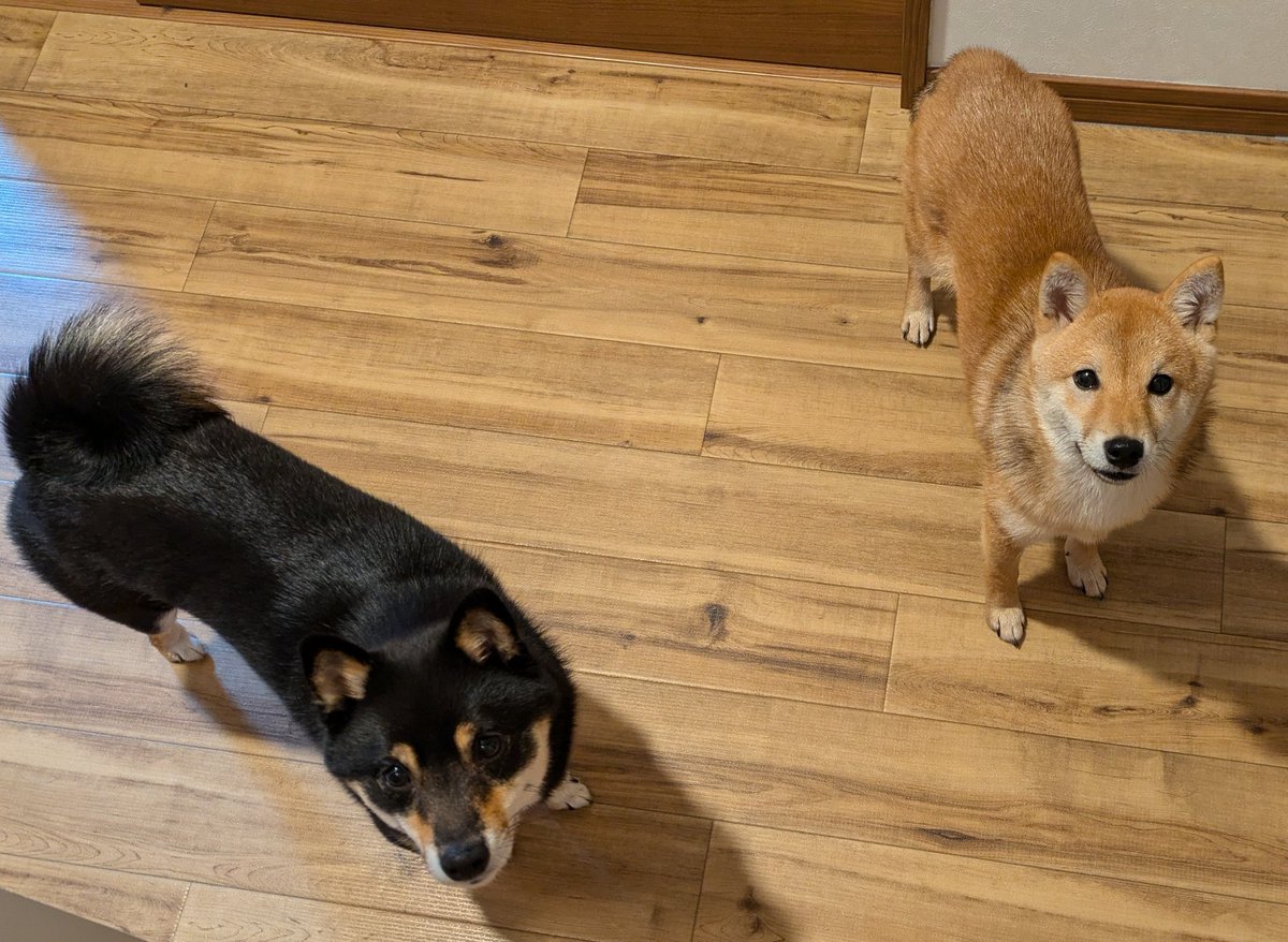 ぽんずちゃんの妹分ができました！
パワフルガールのみりんちゃんです😊
 #柴犬のいる暮らし   #調味料コンビ