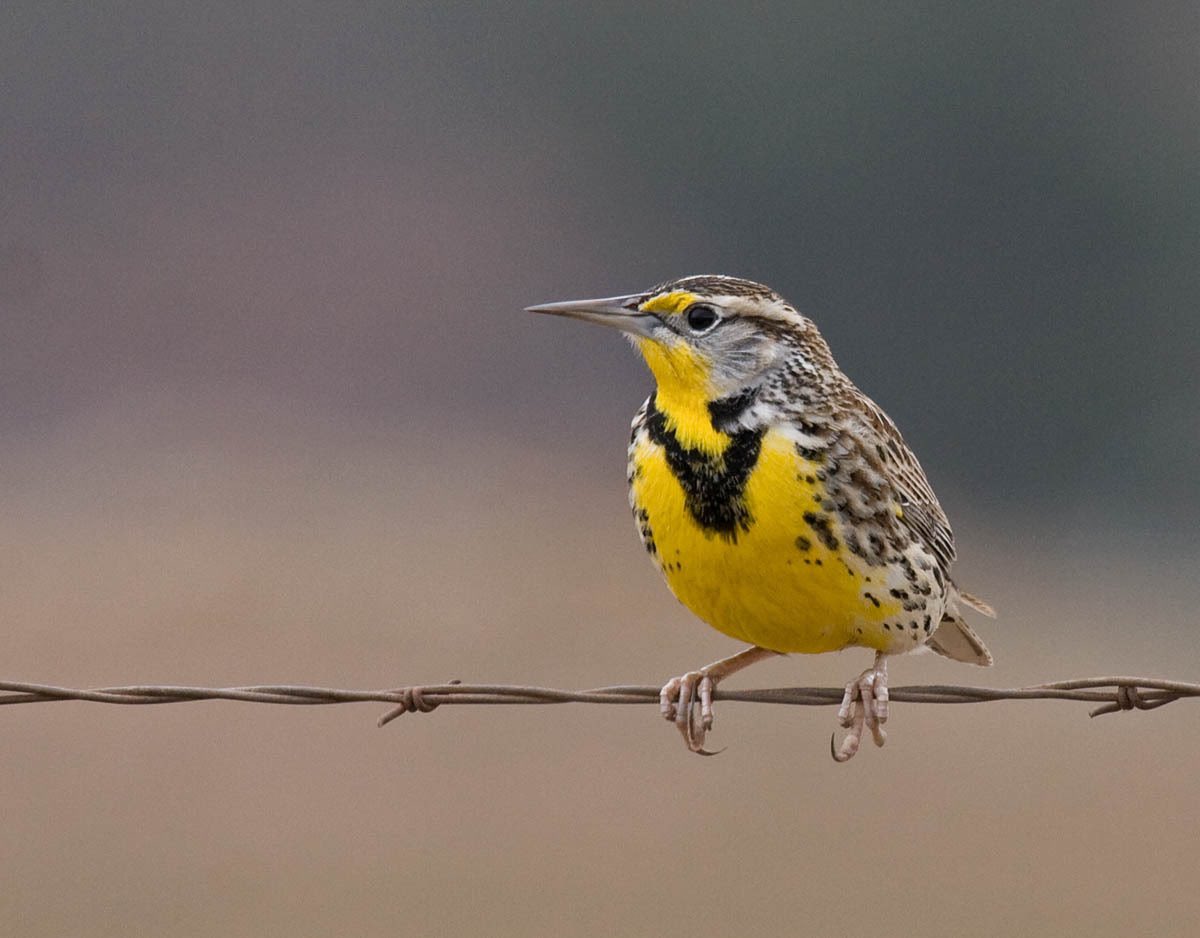 crystal_hermit's tweet photo. Past through Afton WY and picked up some Meadowlark tea. It’s named after this majestic singer https://t.co/cVg8B59KP1