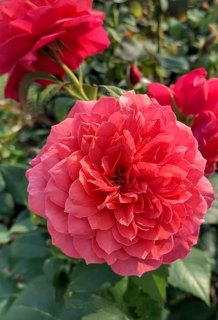 Good Morning 😍 
✨️"What the world neglects,                       
  the Lord accepts."✨️
#GoodmorningTwitterWorld
#FlowersOnX