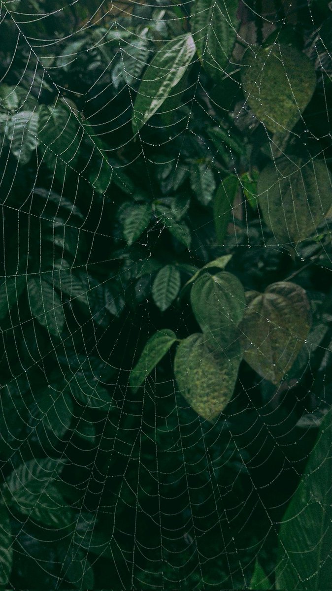 Untamedpath's tweet photo. "Nature's intricate artwork on display. #WebOfLife #MorningDew #NaturePhotography" https://t.co/PjU0PlBCfN
