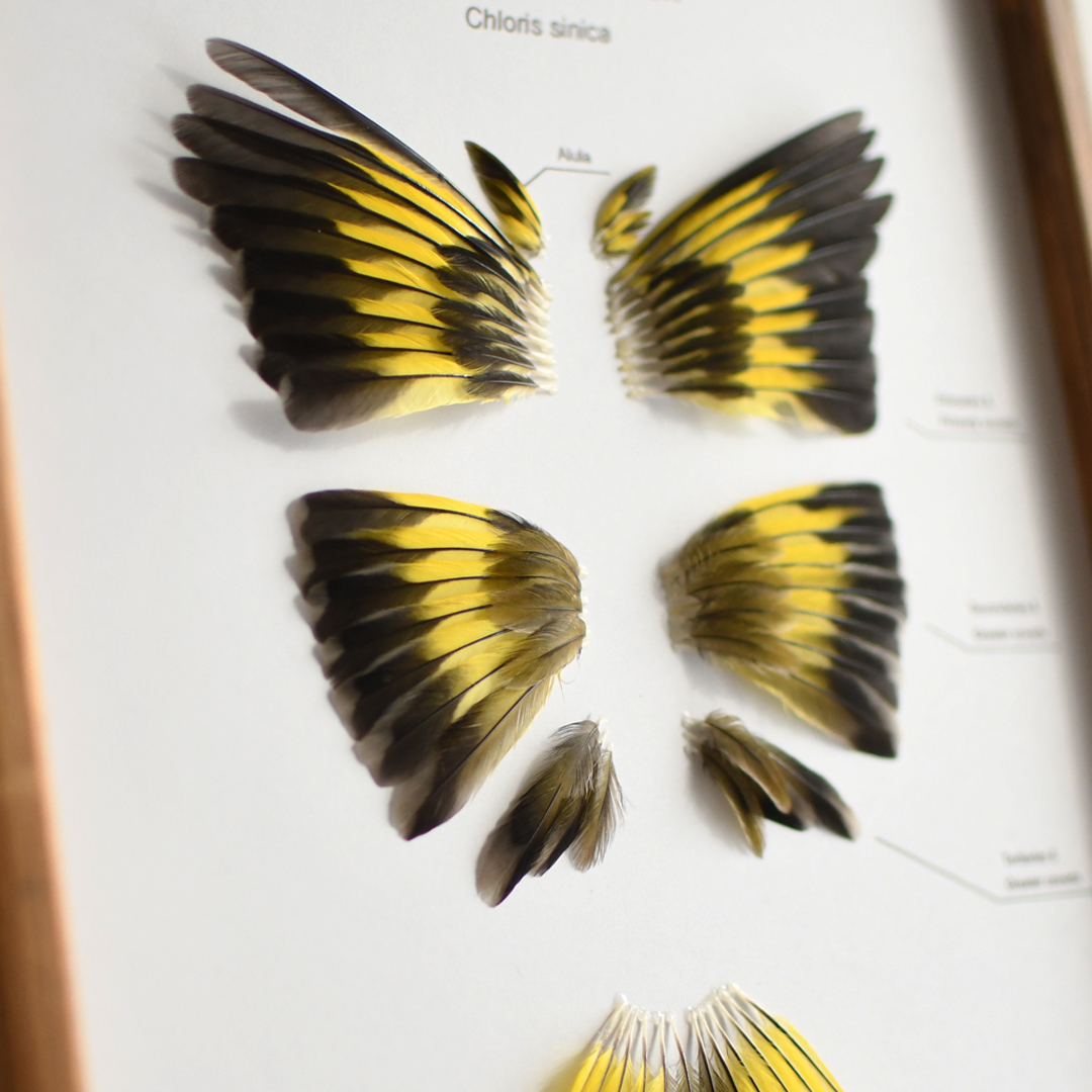 トビの翼標本 トビ（羽広げ型） | ワシ・タカ・ハヤブサ | 剥製の製作・直売