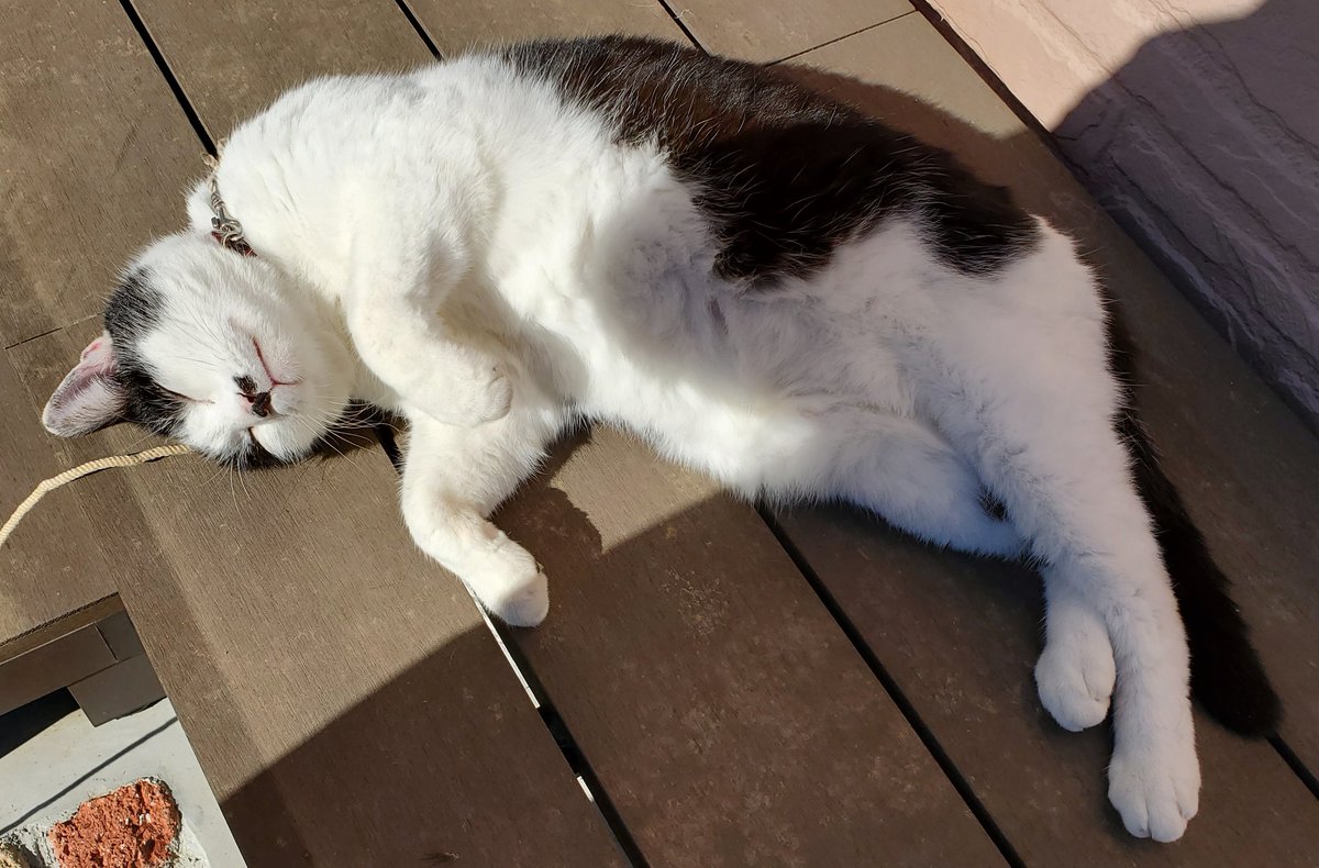 ひにゃたぼっこ 