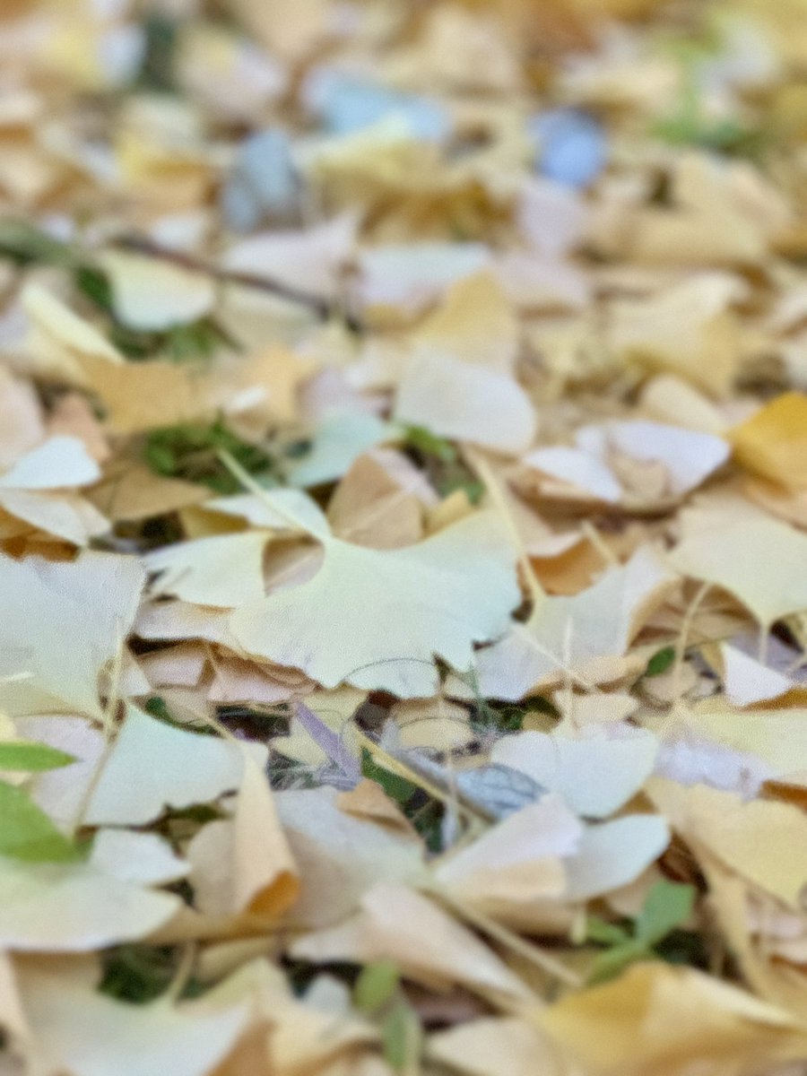 小金井公園を散歩。
銀杏がきれいで落ち葉がフカフカでした🍂