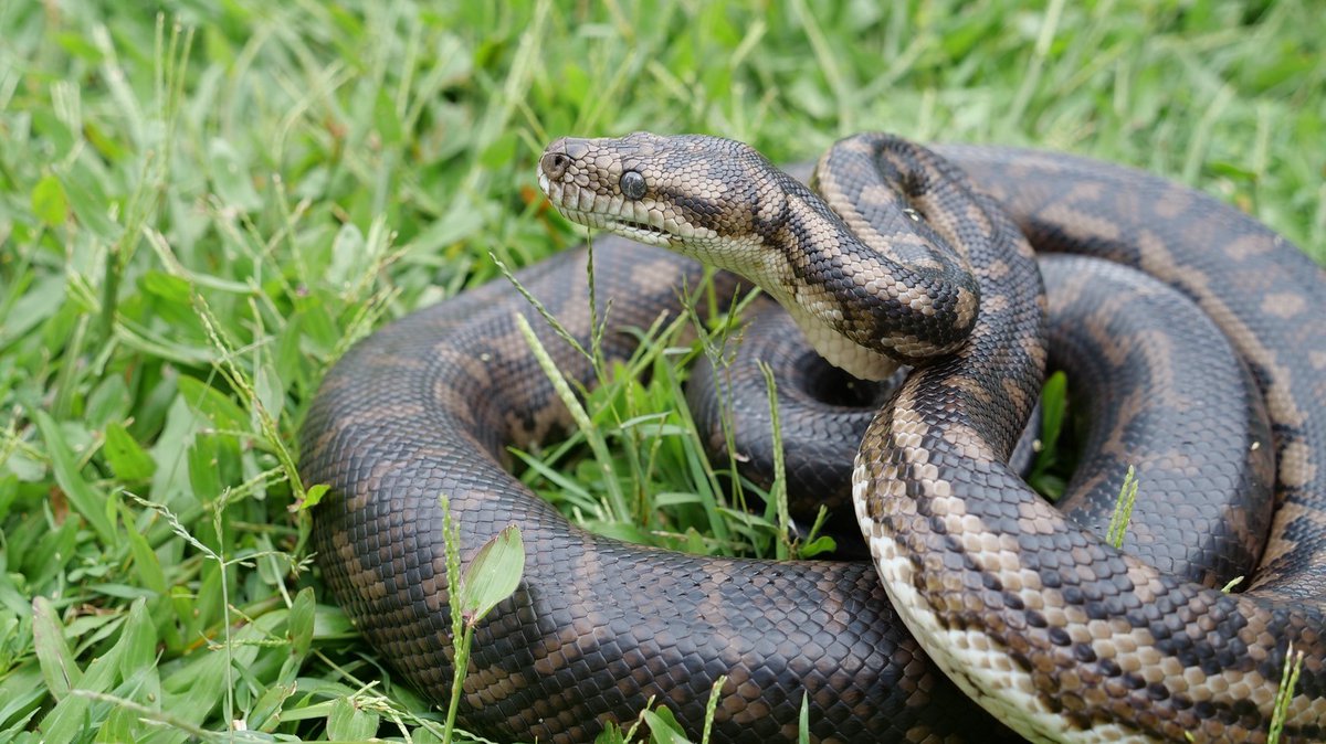無事に日本に帰国しました。
広大なオーストラリア🇦🇺でみた
カーペットパイソンは😋
言葉には表せない程の
常識、知識、環境
全てが勉強になりました😋
これからも更にスキルアップしていきたいとおもいます💖😋
共に旅をできたメンバーに感謝です😋
プレ企画もお楽しみに😍
#カーペットパイソン