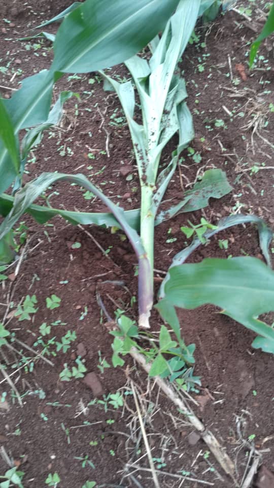 jason_kanani's tweet photo. Ushawahi kukutana na changamoto ya Mchwa wanaoshambulia mazao shambani?
Uliwadhibitije...?
Karibu tujifunze pamoja
 #SubterraneanTermites https://t.co/wJ6PZzBzev