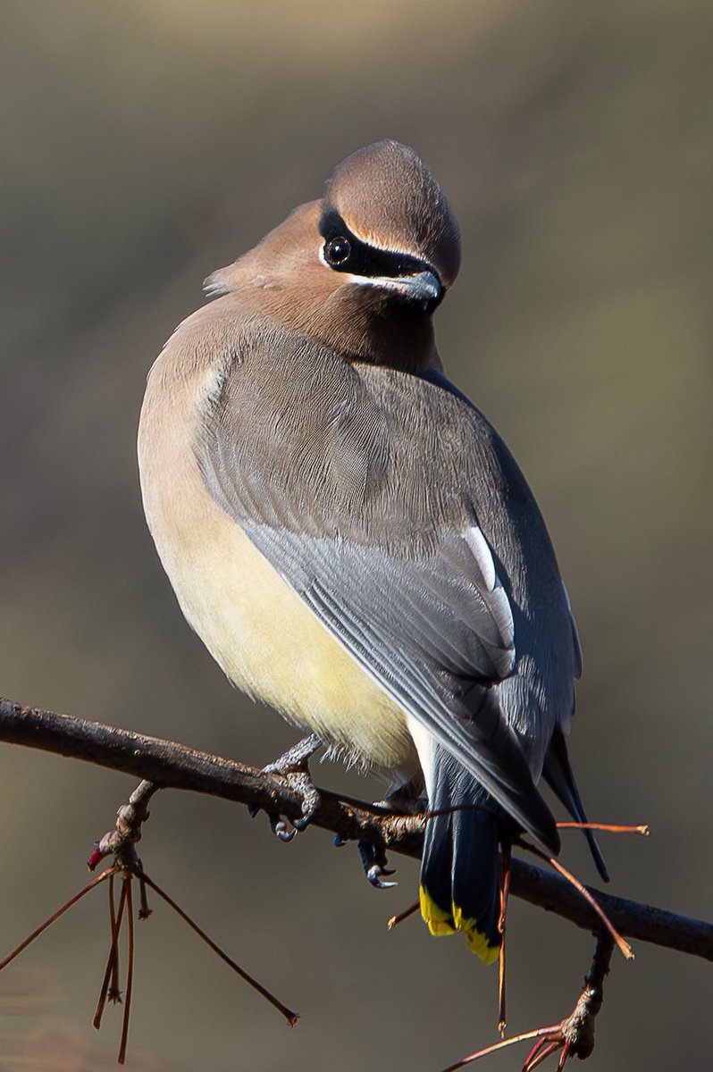 Cedar Waxwing at Evodia this Saturday . #birdcpp