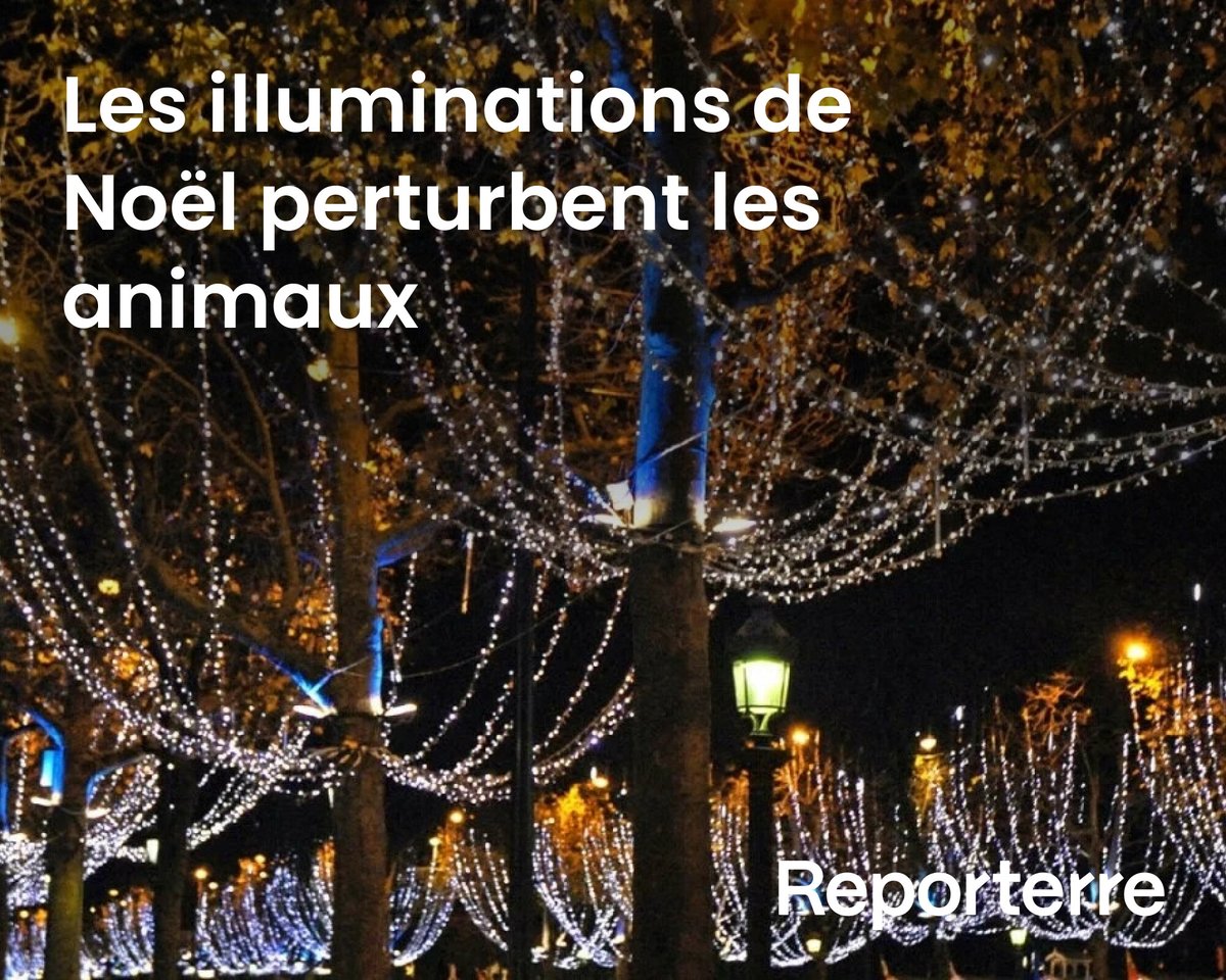 Jolies, les décorations lumineuses des fêtes de fin d’année, mais pas bonnes pour tous !

Ces installations dans les villes, qui s’ajoutent à l’éclairage public, ne sont pas sans conséquences sur la faune et la flore.

⏰ Rediff. du 24/12/2021

Lire l'article ➡️