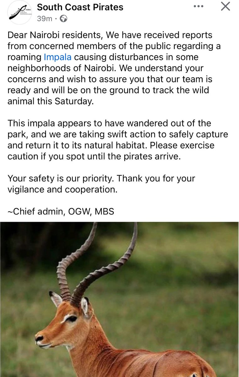 TKB101's tweet image. Yooo @sc_pirates vipi tena? Mulileta Pirates bandia? Huku kwetu @ImpalaRfc tunanyoroshana tu! Punguzeni kiherehere 
#KenyaCup @OfficialKRU @MinistryOfRugby @CarolRadull @Palloti76