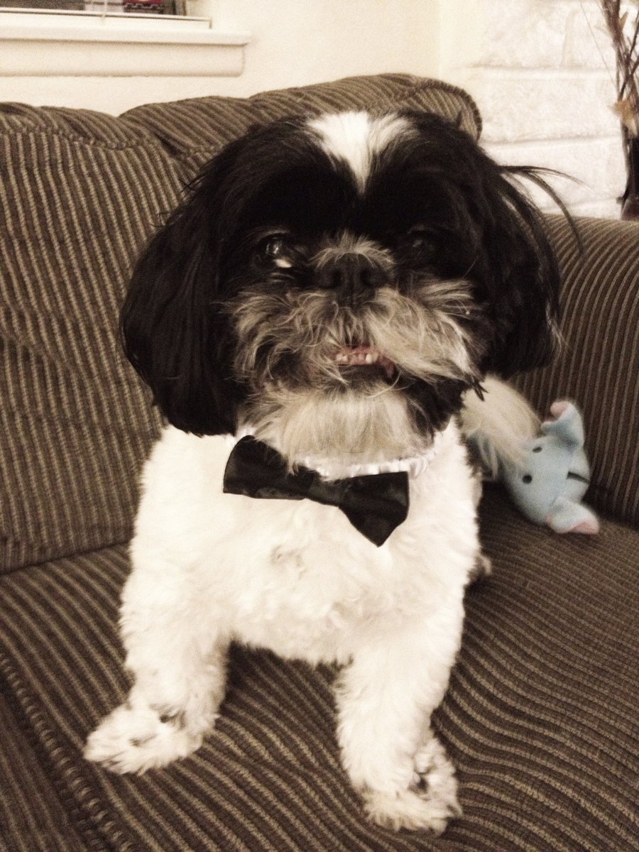 Bree_Real's tweet photo. I lost my first baby boy today 👼🪽Bentley🩵 https://t.co/VrJzD7kBxc