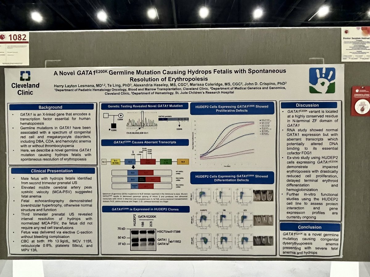 harry_lesmana's tweet photo. Presenting our collaborative research between @CleClinic_PHO and Crispino Lab @StJudeResearch characterizing a novel #germline GATA1 mutation causing hydrops fetalis! We also got a few special guests from @DBAFoundation - thanks for stopping by! #ASH24 #RedCells #PHODocs https://t.co/fAoOOIgfTy
