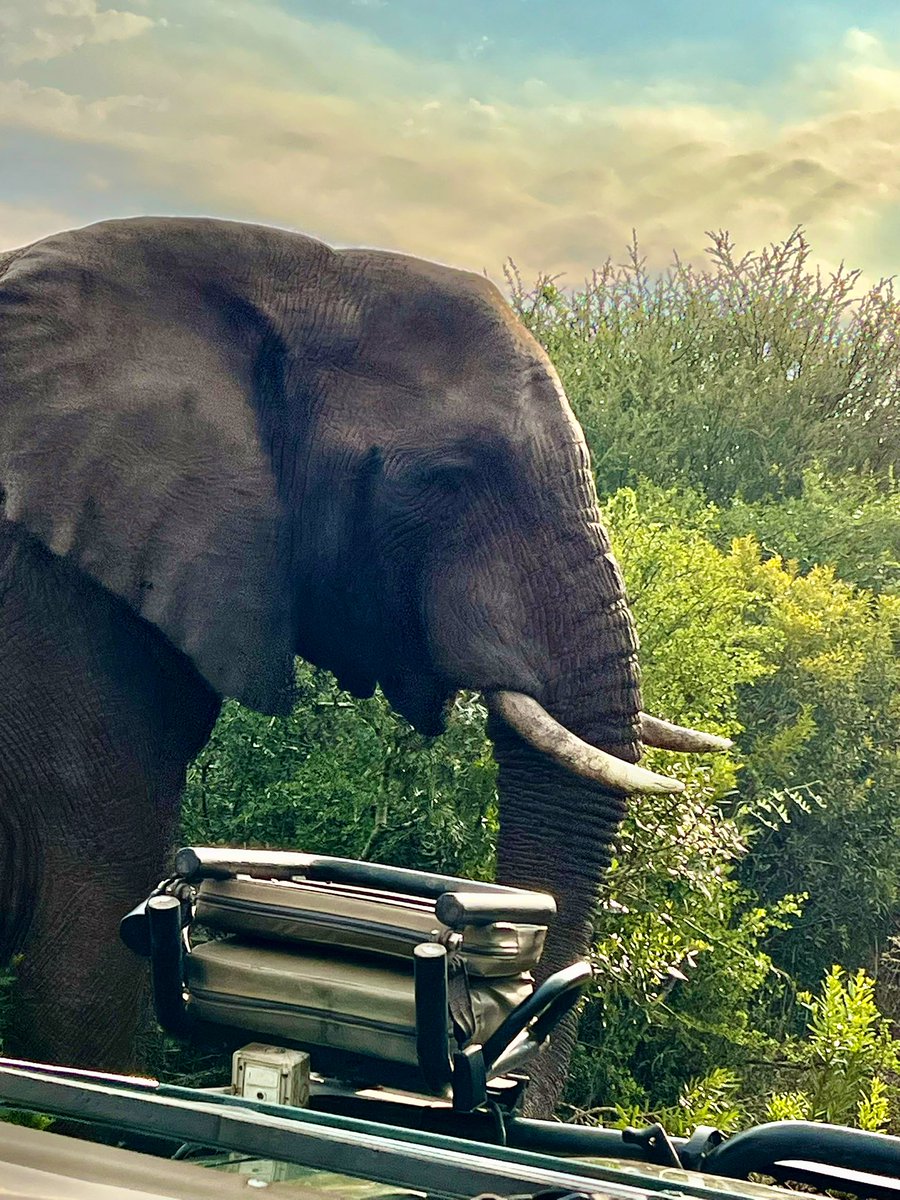 Edelweiss_Delp's tweet photo. Fantastic to be around theses majestic elephants at Thanda Private Game Reserve. Watching and observing their behaviors is humbling. This one was very inquisitive! #thanda #love #elephant #NaturePhotography #NatureBeauty #gamereserve #southafricavibes https://t.co/XBfspIMn9K