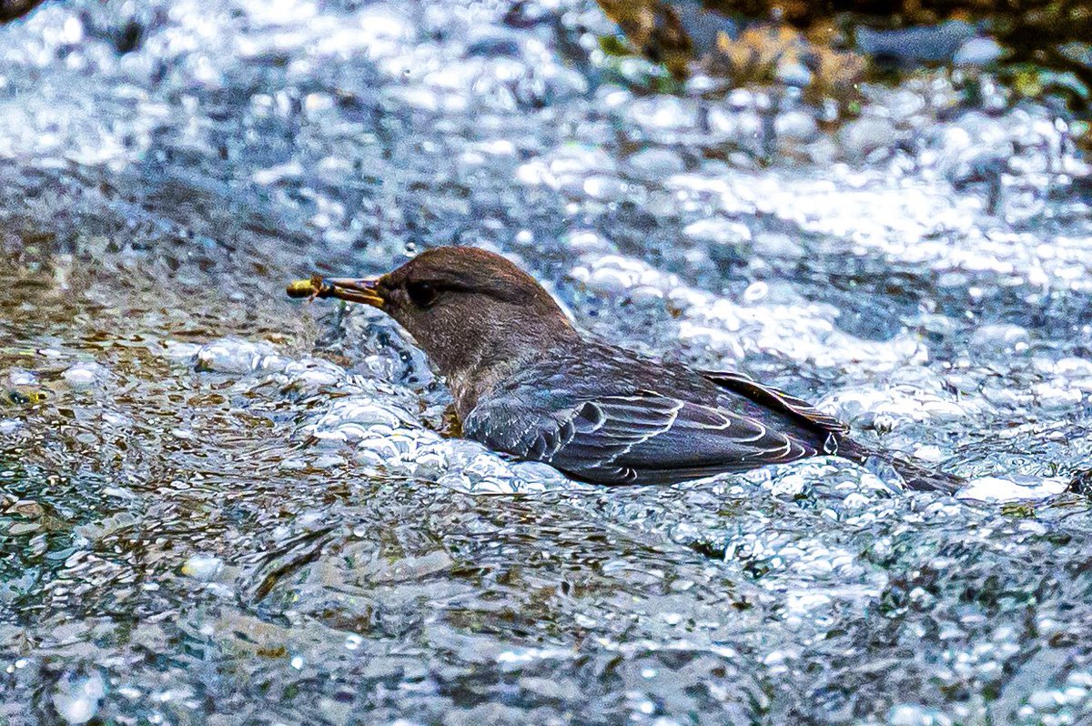 blazebirding7's tweet photo. American dippers… dipping

 #birding #americandipper #birds #BirdsOfTwitter #coloradobirds #BirdsSeenIn2024 #birdwatching #wildlife #birdphotography #Colorado #vail https://t.co/BaQci8fQCs