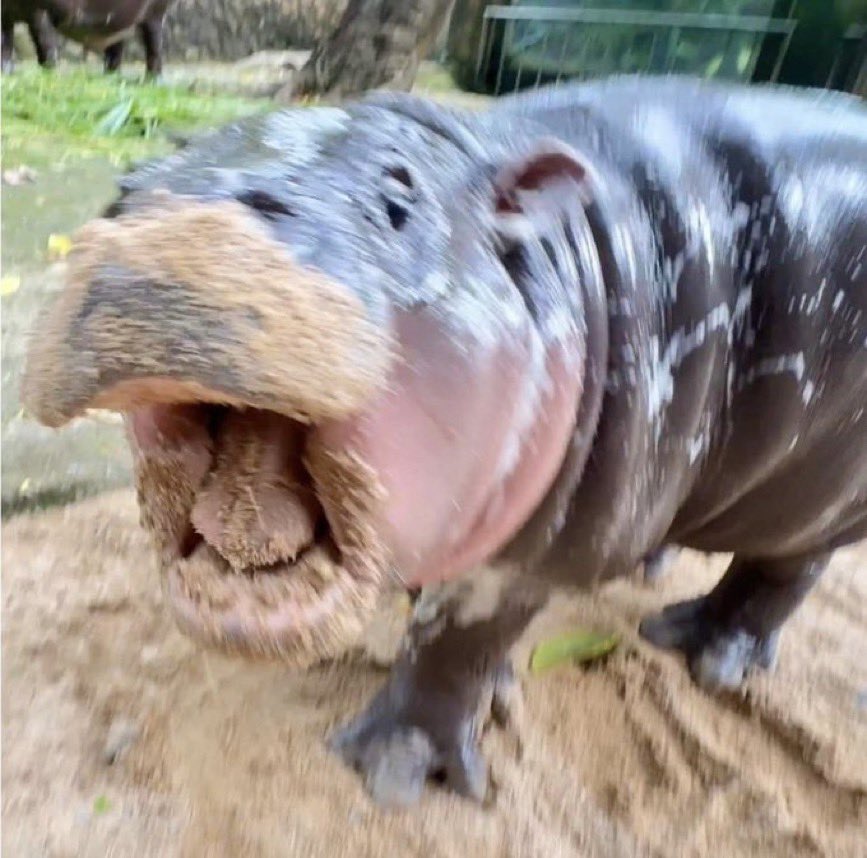 PopulismUpdates's tweet image. ASSAD FELL?!