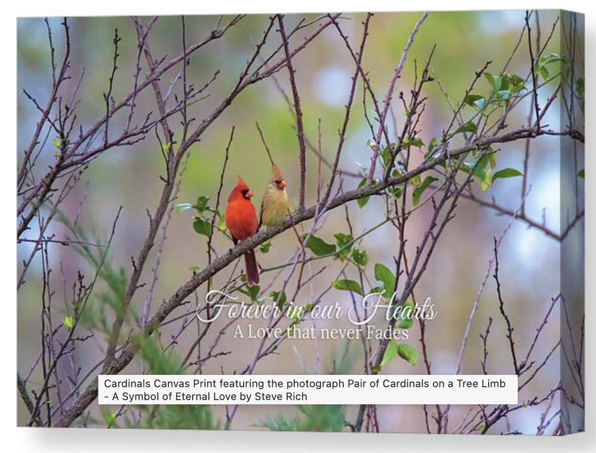 SteveRich_Photo's tweet photo. Pair of Cardinals on a Tree Limb: A Symbol of Eternal Love
https://t.co/alS4Lz7NAC
#cardinals #maleandfemalecardinals #treelimb #loveandmemory #naturesymbolism #familyconnection #cardinalpair #cardinalphotography #eternallove #natureandharmony https://t.co/HezQa3L21d