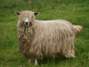 farmers3b's tweet photo. Une laine est longue et frisée, pouvant donner des dreadlocks, cette caractéristique ne trompe pas concernant cette race.
Relativement robuste et capable de supporter les conditions froides. Cependant, comme la plupart des moutons à laine longue, la race n'est pas particulièrement adaptée aux périodes humides prolongées.
Il s’agit d'une grande et lourde race, les béliers pouvant atteindre 150kg. Ils sont t d’ailleurs utilisés en croisement afin d’obtenir des agneaux plus lourd. 
Néanmoins,  son atout principal reste sa laine, qui est très appréciée des fileurs.
La race est inscrite au registre des races sous surveillance car ses effectifs son en baisse.

#MurielleEtSandrineCeciEstUne #LeicesterLongwool
