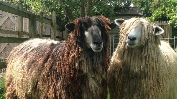 farmers3b's tweet photo. Une laine est longue et frisée, pouvant donner des dreadlocks, cette caractéristique ne trompe pas concernant cette race.
Relativement robuste et capable de supporter les conditions froides. Cependant, comme la plupart des moutons à laine longue, la race n'est pas particulièrement adaptée aux périodes humides prolongées.
Il s’agit d'une grande et lourde race, les béliers pouvant atteindre 150kg. Ils sont t d’ailleurs utilisés en croisement afin d’obtenir des agneaux plus lourd. 
Néanmoins,  son atout principal reste sa laine, qui est très appréciée des fileurs.
La race est inscrite au registre des races sous surveillance car ses effectifs son en baisse.

#MurielleEtSandrineCeciEstUne #LeicesterLongwool
