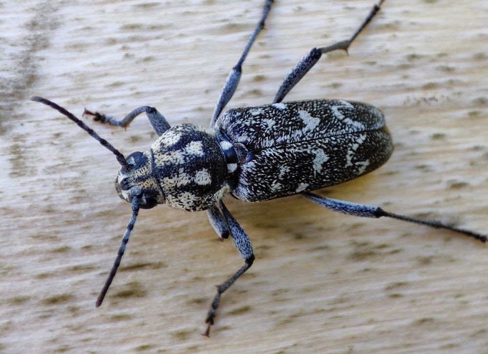 Ziema ir lielisks laiks, lai pārskatītu savus iemūžinātos novērojumus un ieziņotu Dabasdatos vēl līdz šim neieziņotos!
Tumšais apšu koksngrauzis (Rusticoclytus rusticus), foto: Valda Ērmane
