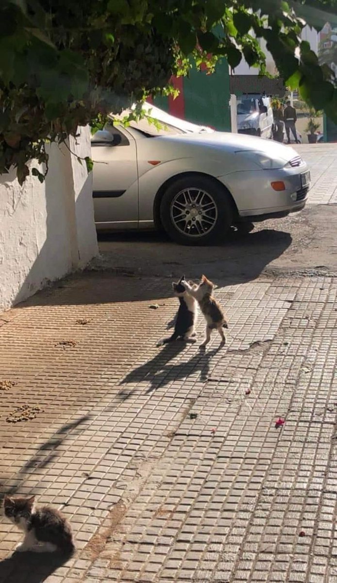 ShouldHaveCat's tweet photo. https://t.co/diOA4y9XQR