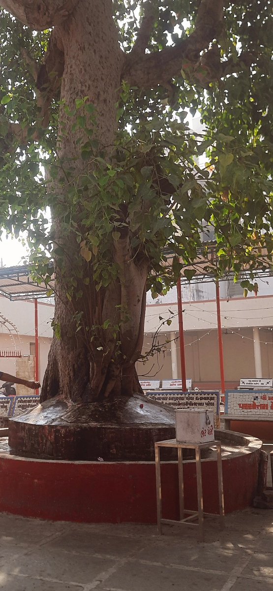 thakorv060's tweet photo. From every corner tree is choked by solid concrete and no one cares about it , 

Location- motnath mahadev temple , Harni 

Please do needful 

@VMCVadodara 
@ourvadodara 
@Vadcitypolice 
@Bhupendrapbjp https://t.co/9iJvlp5zWN