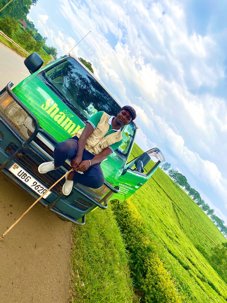 JStarboe's tweet photo. Shamba tea 🍀 https://t.co/NgUoRd8plQ