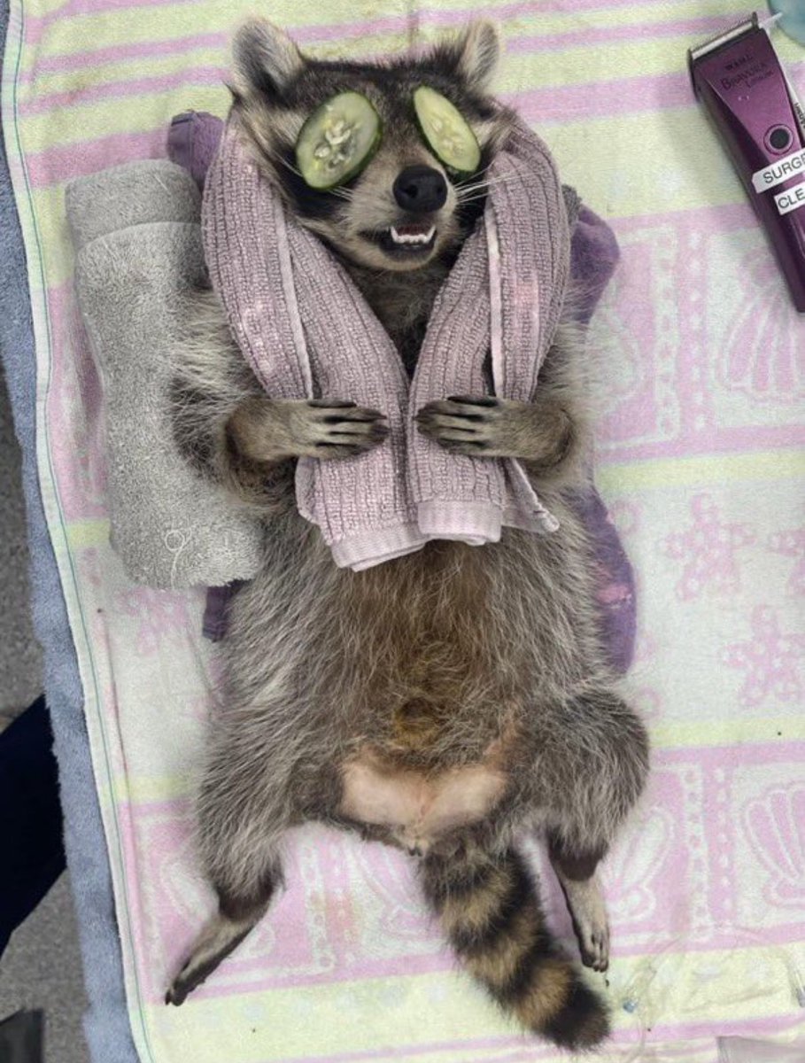 raccoon aesthetic. tweet media