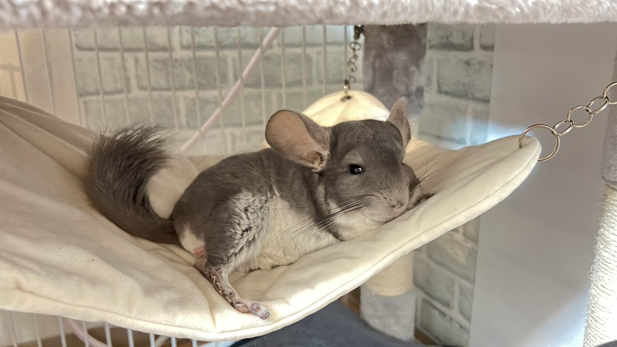 chinchillamar10's tweet photo. くつろぎ方が優雅ね🐹👑✨️
 #チンチラ  #chinchilla  #ハンモック https://t.co/hPtQWVU9w9