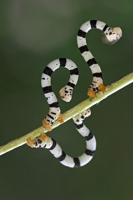 Untamedpath's tweet photo. Nature's acrobats, the inchworm caterpillars, showcasing their incredible balancing act!
caterpillar #inchworm #nature #acrobat #wildlife #macro #photography #insects #amazing #naturephotography https://t.co/FaLGUXNeem