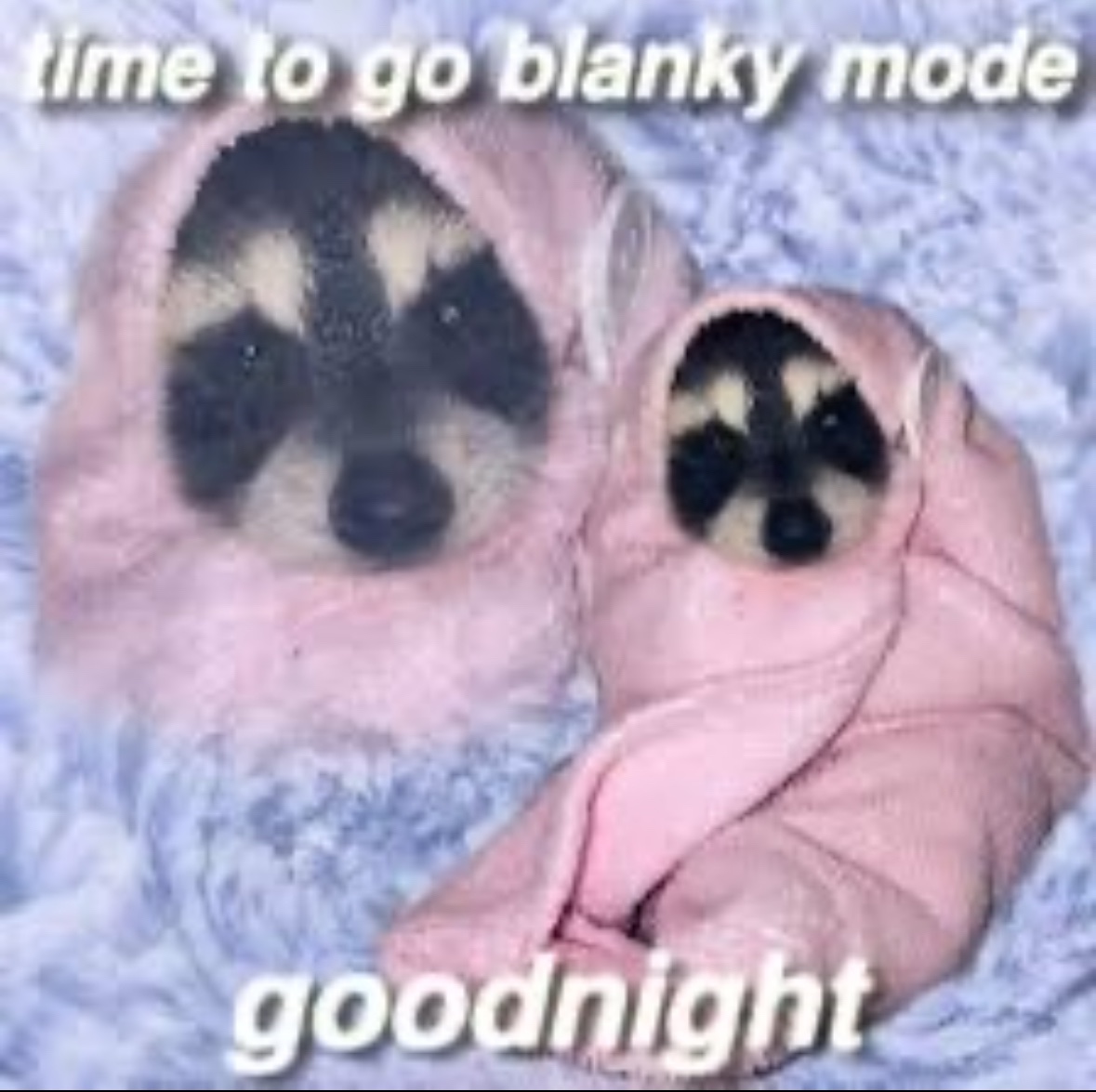 raccoonesthetic's tweet image. 