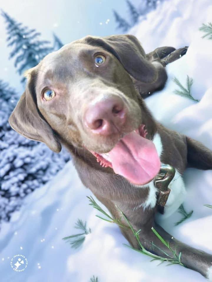 KevieCollins's tweet photo. Tis the Season ya’ll! My Pups are excited for the Holidays!! #holidaypups https://t.co/4wPdlUFAFm
