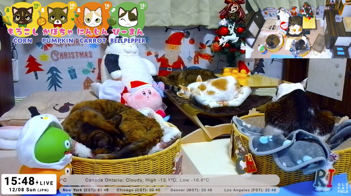 OldCatfield's tweet photo. Hi, cat lovers! Our rescue cats are live on YouTube 24/7 again today. Come check it out if you can!
🎥 https://t.co/j5hZvnmQfk
#Cat #CatsLover #RescueCat #ElderlyCats #CatLiveStream #24HourLive #CatsOfYouTube https://t.co/uF5wkDSMXc