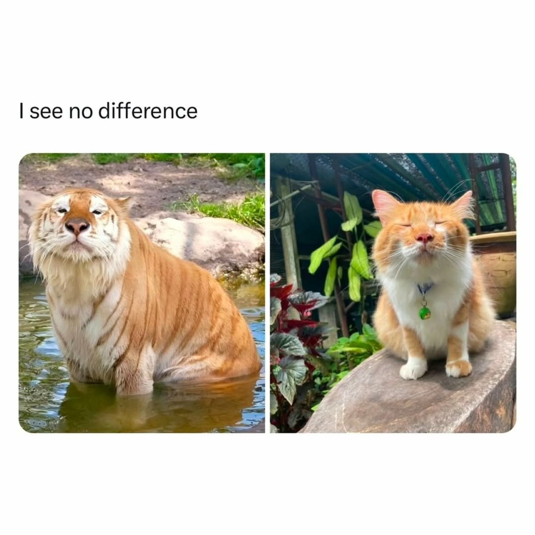 cats with powerful impression 🐾 tweet media
